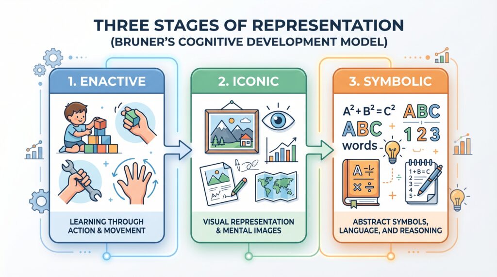 Brunner's theory mainly focuses on three stages (modes) of representation: